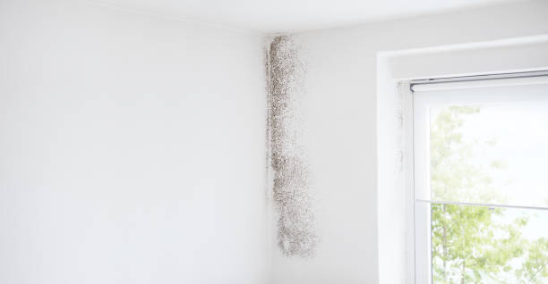 Mold Documentation for Insurance Claims in Byram, CT